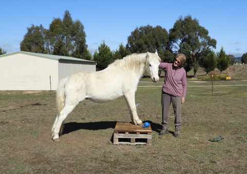 Horses Teaching Humans - Hobart Tourism 1