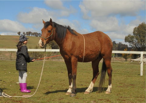Horses Teaching Humans - Hobart Tourism 2