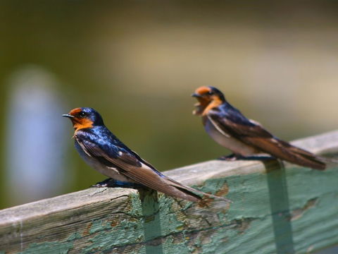 Hunter Wetlands Centre - Tourism TAS 2