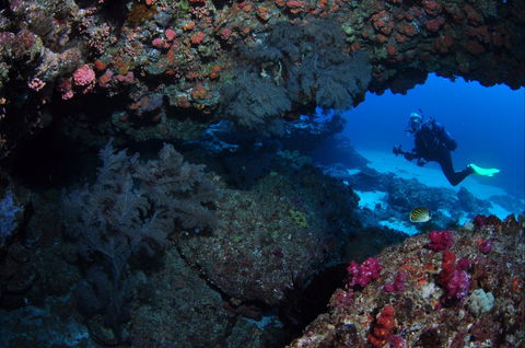Hutchinson Shoal Dive Site - Hobart Tourism 0