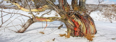 Kramer Photography Rainforest Gallery - Hobart Tourism 1