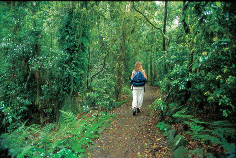 Mount Cougal, Springbrook National Park - Hobart Tourism 0