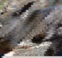 Peel Zoo - Tourism TAS