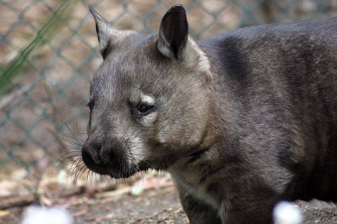 Peel Zoo - Tourism TAS 0