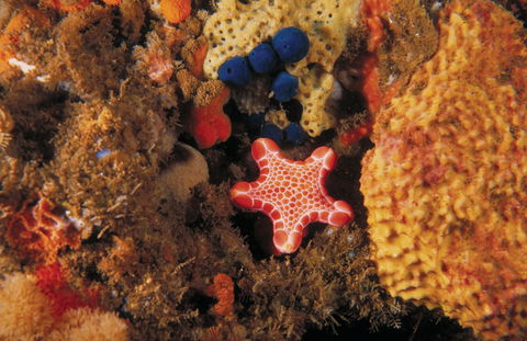 Point Addis Marine National Park - Hobart Tourism 1