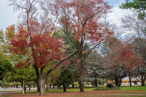Queanbeyan Central Park - Tourism TAS 1