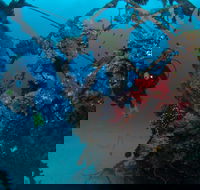 Severance Shipwreck Dive Site - Tourism TAS