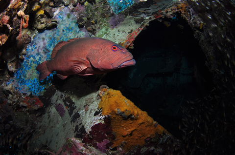 Severance Shipwreck Dive Site - Tourism TAS 1