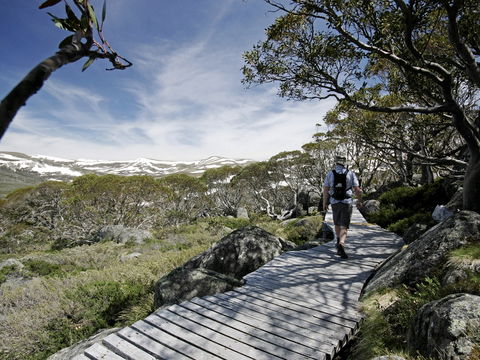 Snow Gums Boardwalk - Hobart Tourism 0