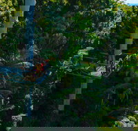 Tamborine Rainforest Skywalk - Tourism TAS