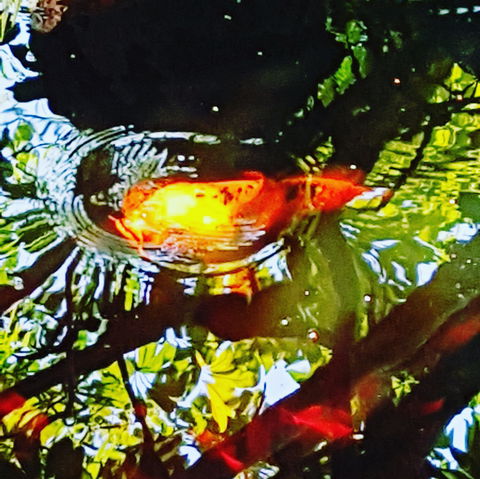 The Fernery At Diamond Waters - Tourism TAS 2