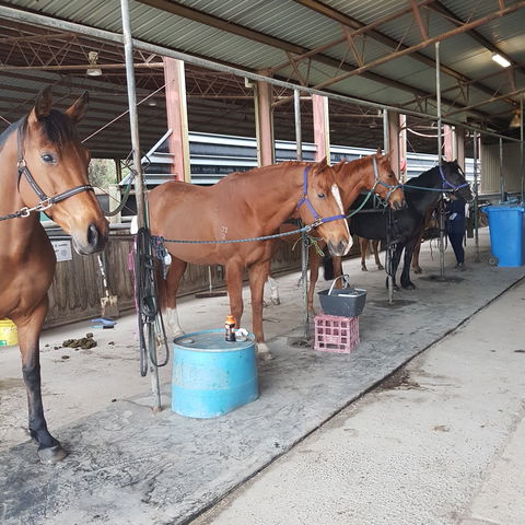 The Equine Club - Tourism TAS 0