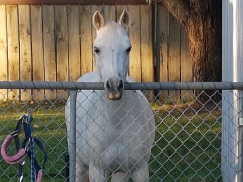 The Equine Club - Tourism TAS 2
