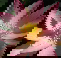 Wallis Creek Water Garden - Hobart Tourism