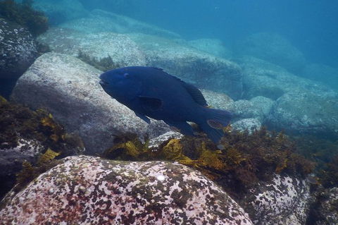 Small-Group Underwater Scooter Experience In Clovelly - Tourism TAS 4