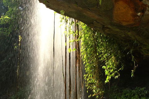 Rainforest & Waterfall Experience - Hobart Tourism 9
