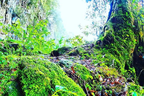 Rainforest & Waterfall Experience - Hobart Tourism 8