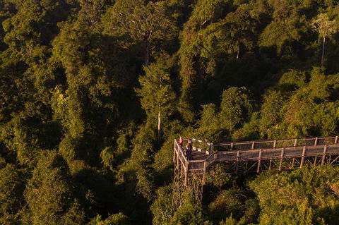 Rainforest & Waterfall Experience - Hobart Tourism 5
