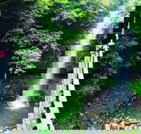 Rainforest  Waterfall Experience - Hobart Tourism