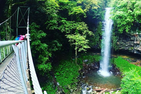 Rainforest & Waterfall Experience - Hobart Tourism 0