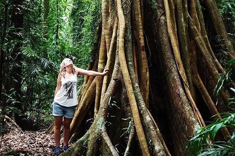 Rainforest & Waterfall Experience - Hobart Tourism 3