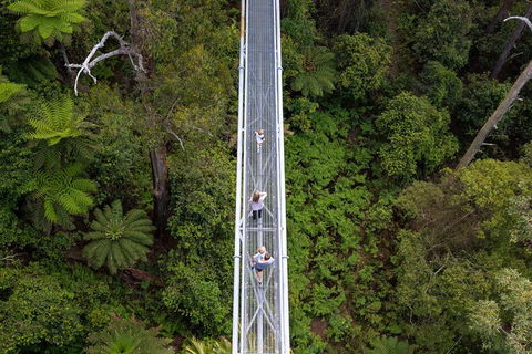 Illawarra Fly Treetop Adventures Treetop Walk Admission Ticket - Tourism TAS 4