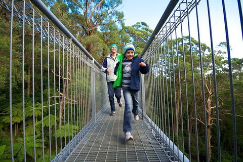 Illawarra Fly Treetop Adventures Treetop Walk Admission Ticket - Tourism TAS 7