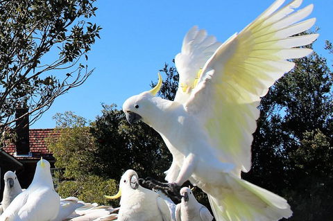 Half Day Manly Beach And More - Tourism TAS 1