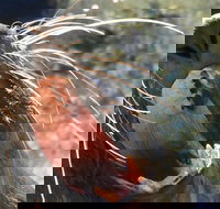 Narooma and Tilba Valley Private Tour