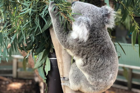 Private Blue Mountains And Wildlife Park Tour From Sydney With Barbecue Lunch - Tourism TAS 19