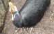 Blue Mountains & Iconic Animals - The Western Front - thumb 2