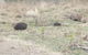 Blue Mountains & Iconic Animals - The Western Front - thumb 0