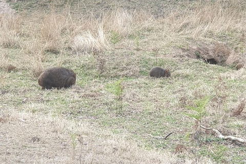 Blue Mountains & Iconic Animals - The Western Front - Hobart Tourism 0