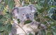 Blue Mountains & Iconic Animals - The Western Front - thumb 8