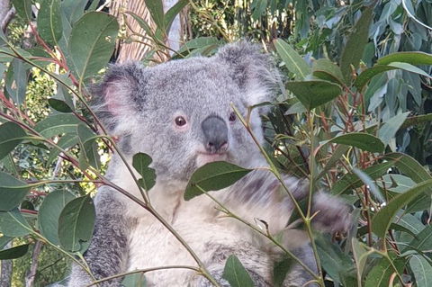 Blue Mountains & Iconic Animals - The Western Front - Hobart Tourism 8