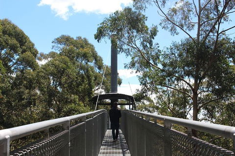 Illawarra Fly Treetop Adventures Admission Including Zipline Tour - Tourism TAS 2