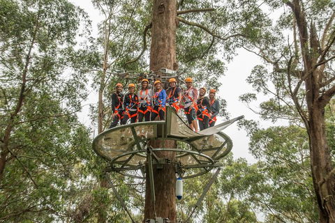 Illawarra Fly Treetop Adventures Admission Including Zipline Tour - Tourism TAS 4