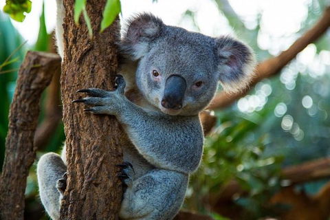 Best Sydney Tours By Life Long Locals - Hidden Gems & More - Lifetime Experience - Hobart Tourism 1