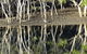 Sunset Eco Rainforest River Cruise - thumb 3