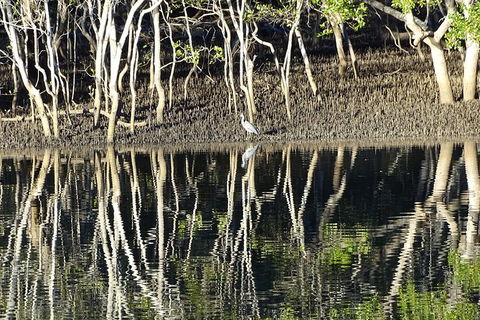 Sunset Eco Rainforest River Cruise - Hobart Tourism 3