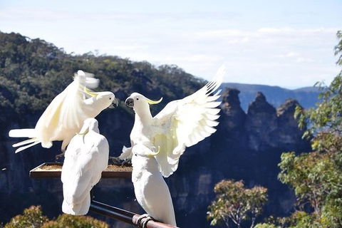 All-Inclusive Blue Mountains Tour In A Luxury Mercedes Sprinter - Tourism TAS 1
