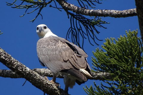 Byron Bay Rainforest Eco-Cruise - Hobart Tourism 2