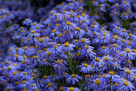 Blue Mountains Botanic Garden And Bilpin Tour From Katoomba With Cider Tasting - Hobart Tourism 3