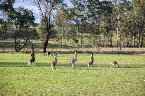 Private Full-Day Wine Tour In Hunter Valley - Tourism TAS 2