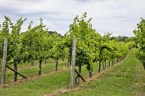 Bathurst Wine Trail Full-Day Private Tour With Tastings - Hobart Tourism 10