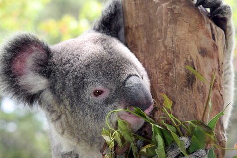 Private 10-hour Tour To Blue Mountains From Sydney - Hotel Pick Up & Drop Off - Hobart Tourism 2