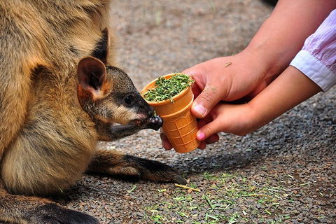 Blue Mountains Highlights & Wildlife Park - Tourism TAS 3