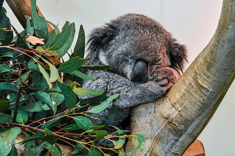 Blue Mountains Highlights & Wildlife Park - Tourism TAS 1