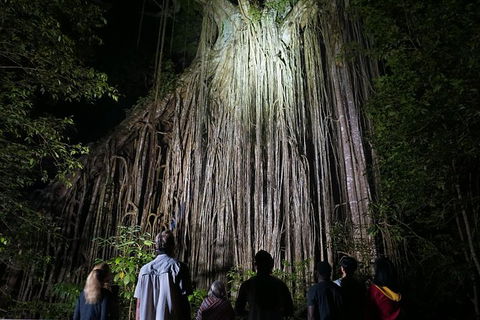 Atherton Tablelands Rain Forest By Night From Cairns - Tourism TAS 3