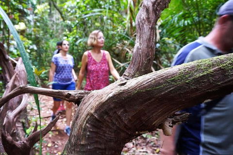 Atherton Tablelands Rain Forest By Night From Cairns - Tourism TAS 8